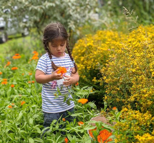 calendula and Hypericum