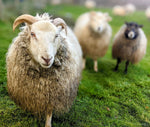Load image into Gallery viewer, wool hat &amp; Wrist warmers
